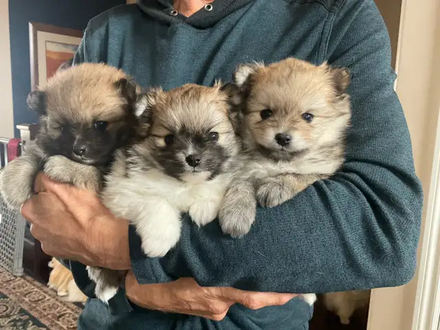 Tiny Teacup Pom Puppies in Many Beautiful Shades