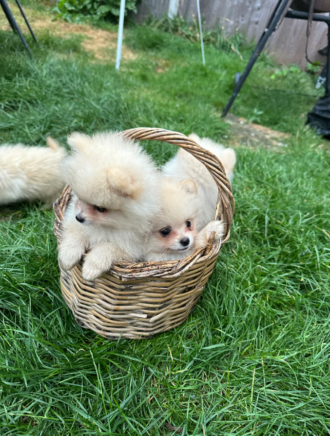 Tiny Teacup Pom Puppies in Many Beautiful Shades - Image 3