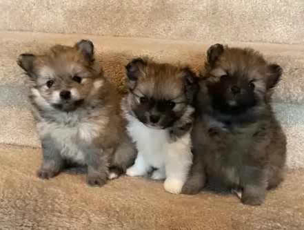 Tiny Teacup Pom Puppies in Many Beautiful Shades - Image 2