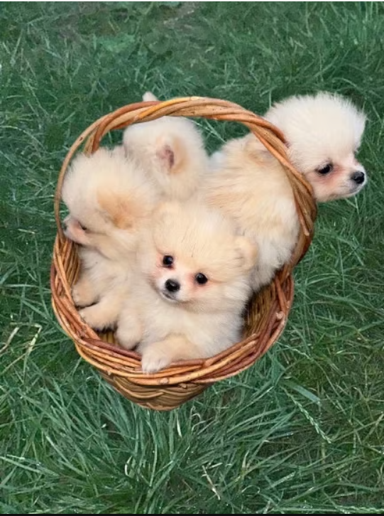 Tiny Teacup Pom Puppies in Many Beautiful Shades - Image 4