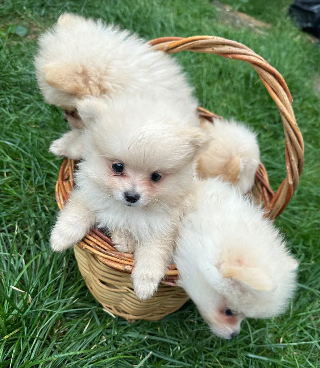 Tiny Teacup Pom Puppies in Many Beautiful Shades - Image 5