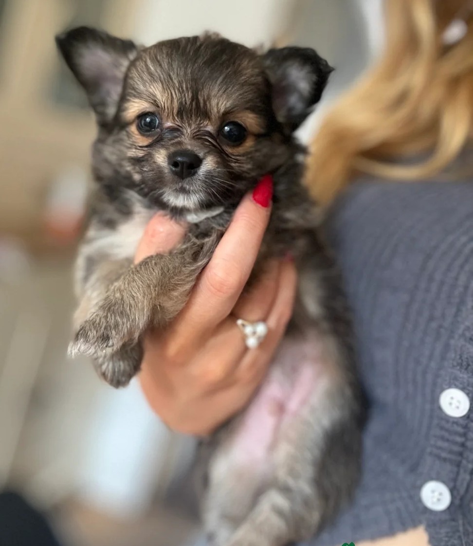 PomChi Puppies for Adoption — Rare Colors, Classic Charm - Image 3