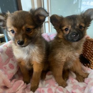 Black masked Pomchi girl