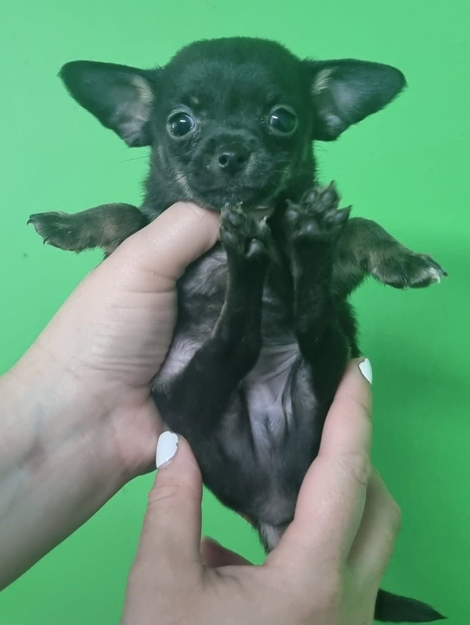 Beautiful Black Chihuahua Puppy – Tiny, Playful & Ready Soon