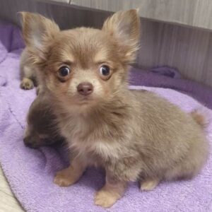 This tiny long-haired teacup Chihuahua
