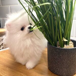 Adopt Teacup Pom Littleton CO,