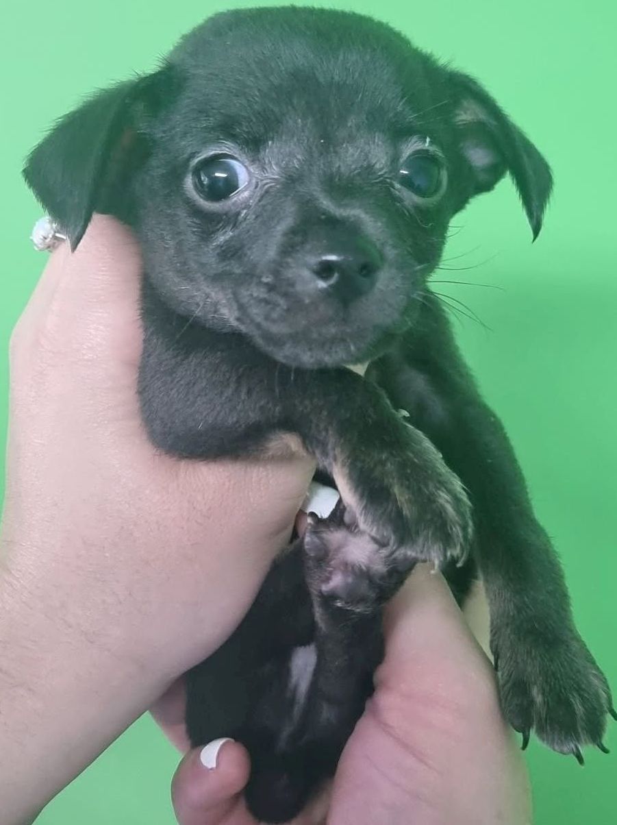 Beautiful Black Chihuahua Puppy – Tiny, Playful & Ready Soon - Image 2