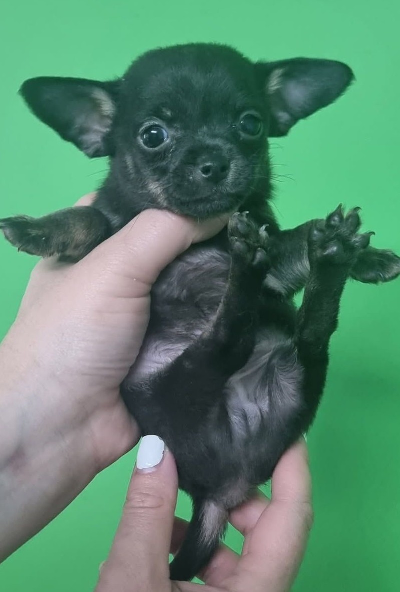 Beautiful Black Chihuahua Puppy – Tiny, Playful & Ready Soon - Image 3