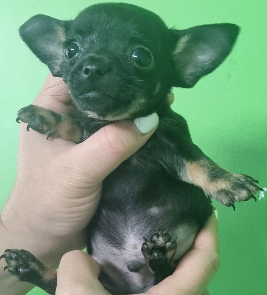 Beautiful Black Chihuahua Puppy – Tiny, Playful & Ready Soon - Image 4