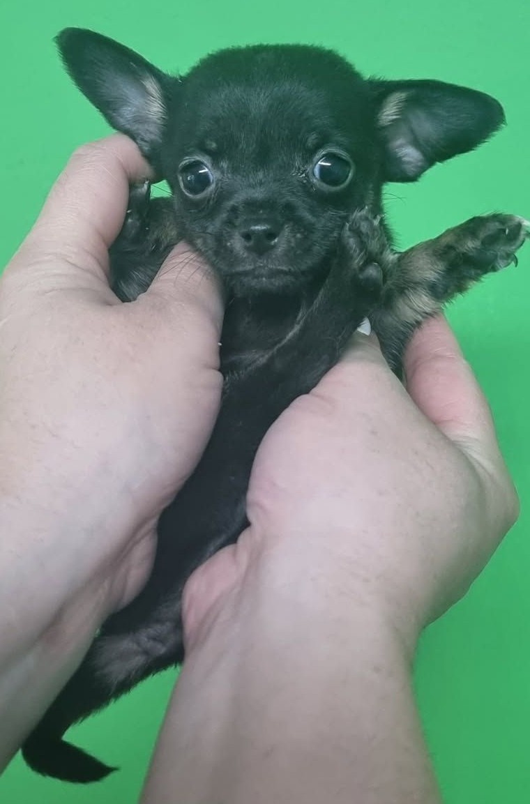 Beautiful Black Chihuahua Puppy – Tiny, Playful & Ready Soon - Image 5