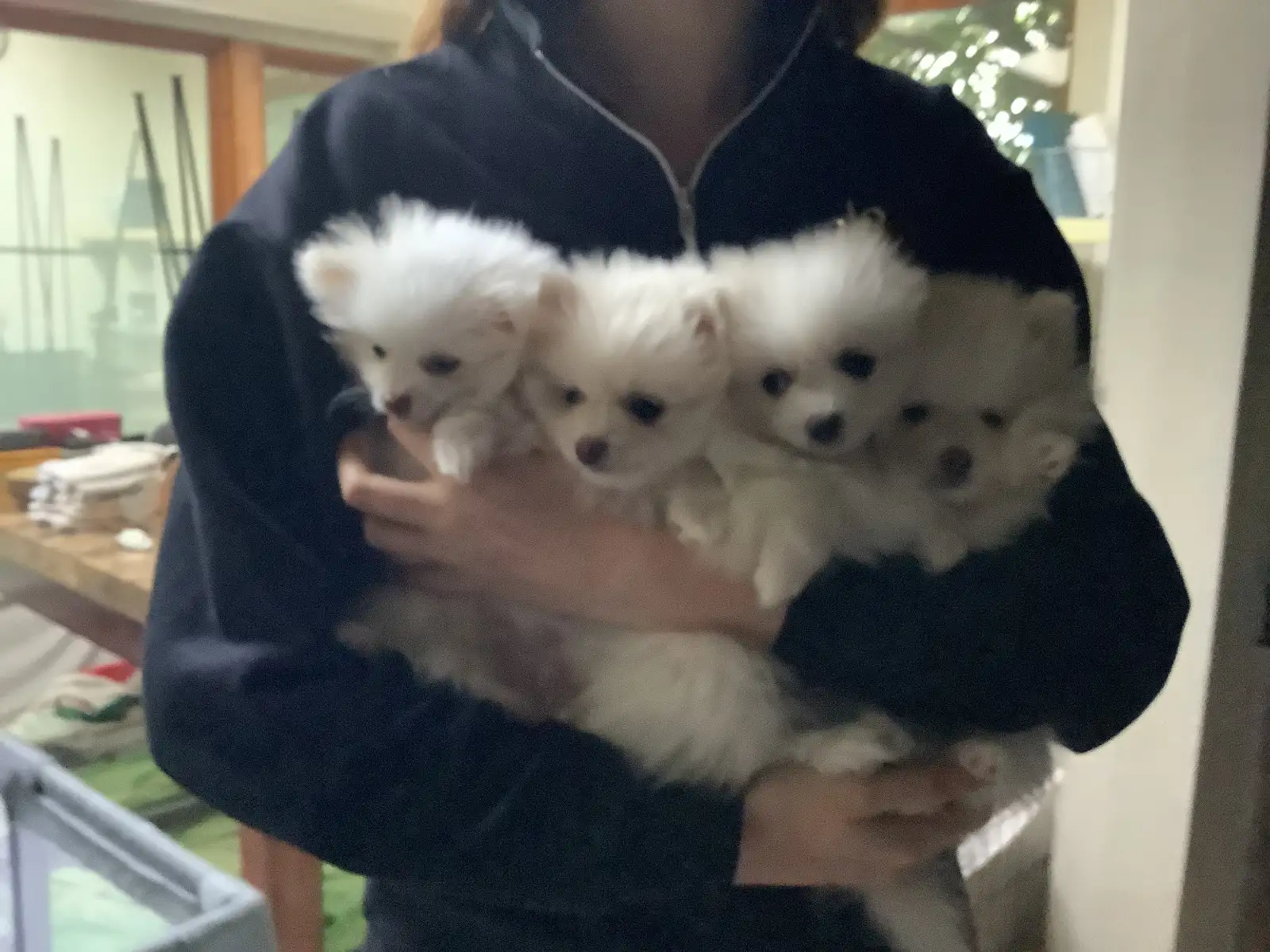 Holistic Purebred White & Lavender Pomeranians - Image 2