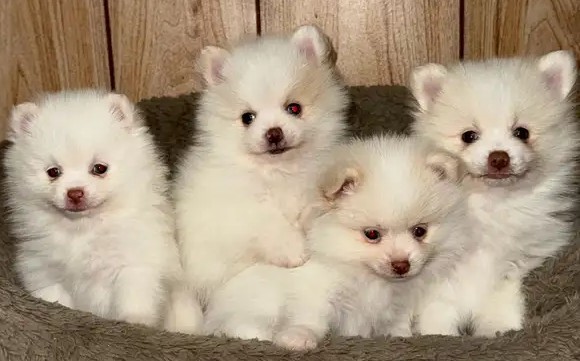 Holistic Purebred White & Lavender Pomeranians