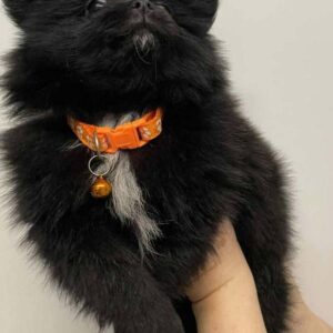 Adopt tiny black Pomeranian,
