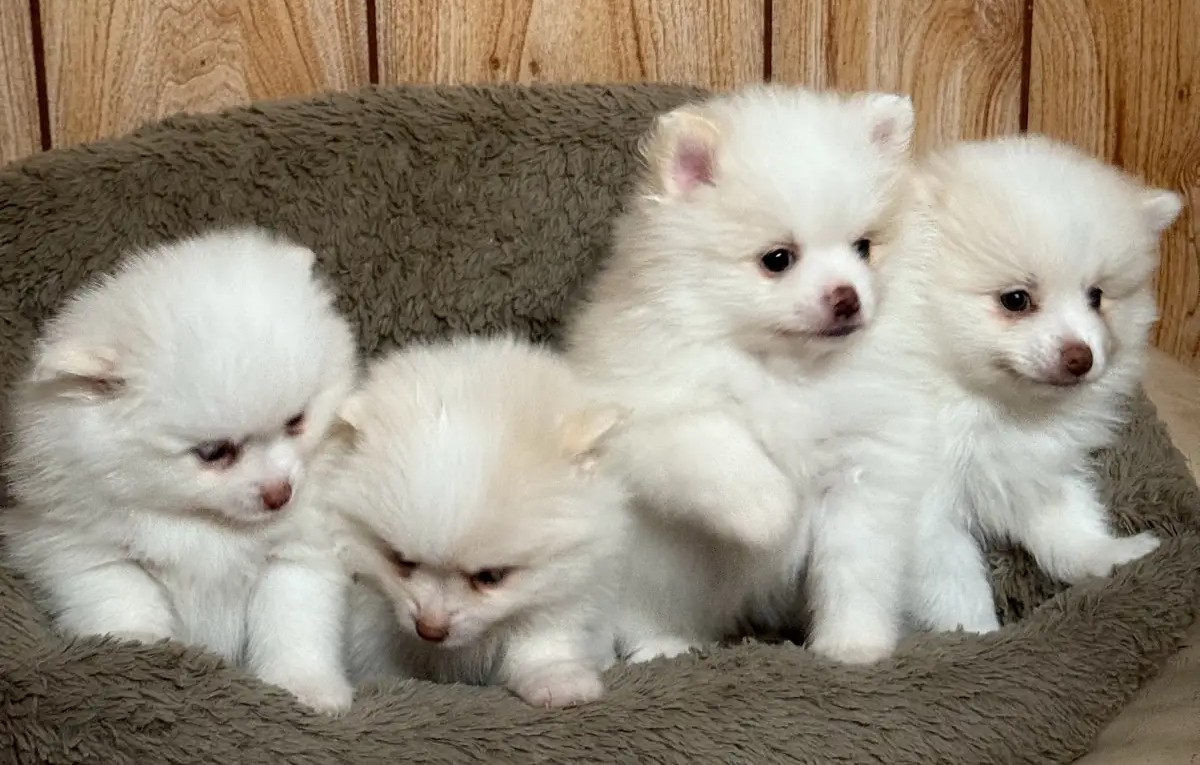Holistic Purebred White & Lavender Pomeranians - Image 3