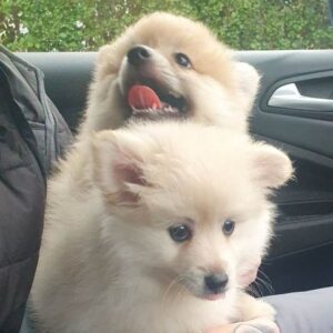 Two Fluffy Pomeranian Puppies Available Now
