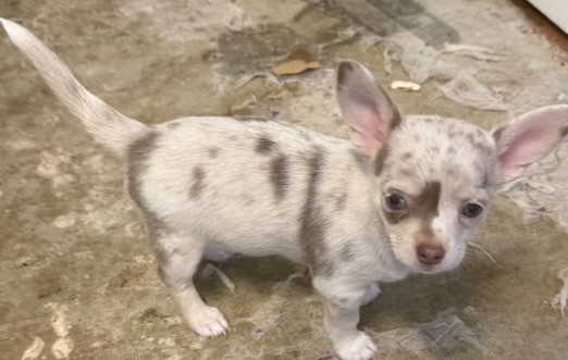creamy fawn coat Coat Chihuahua Puppies