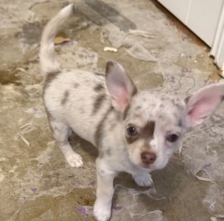 creamy fawn coat Coat Chihuahua Puppies - Image 2