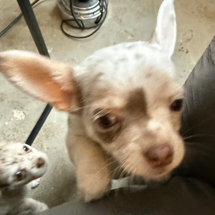 creamy fawn coat Coat Chihuahua Puppies - Image 3
