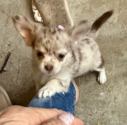 creamy fawn coat Coat Chihuahua Puppies - Image 4