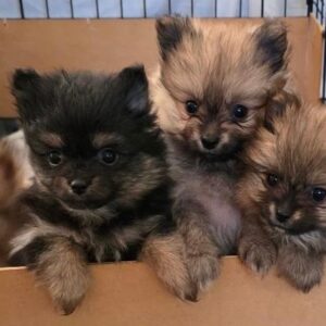 PUREBRED MINIATURE POMERANIAN PUPPIES