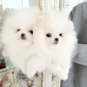 pomeranian puppies traverse city mi