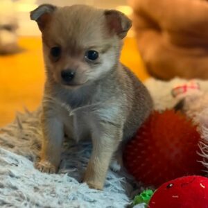 Premium male Pomchi puppy for sale in Woodstock, Vermont