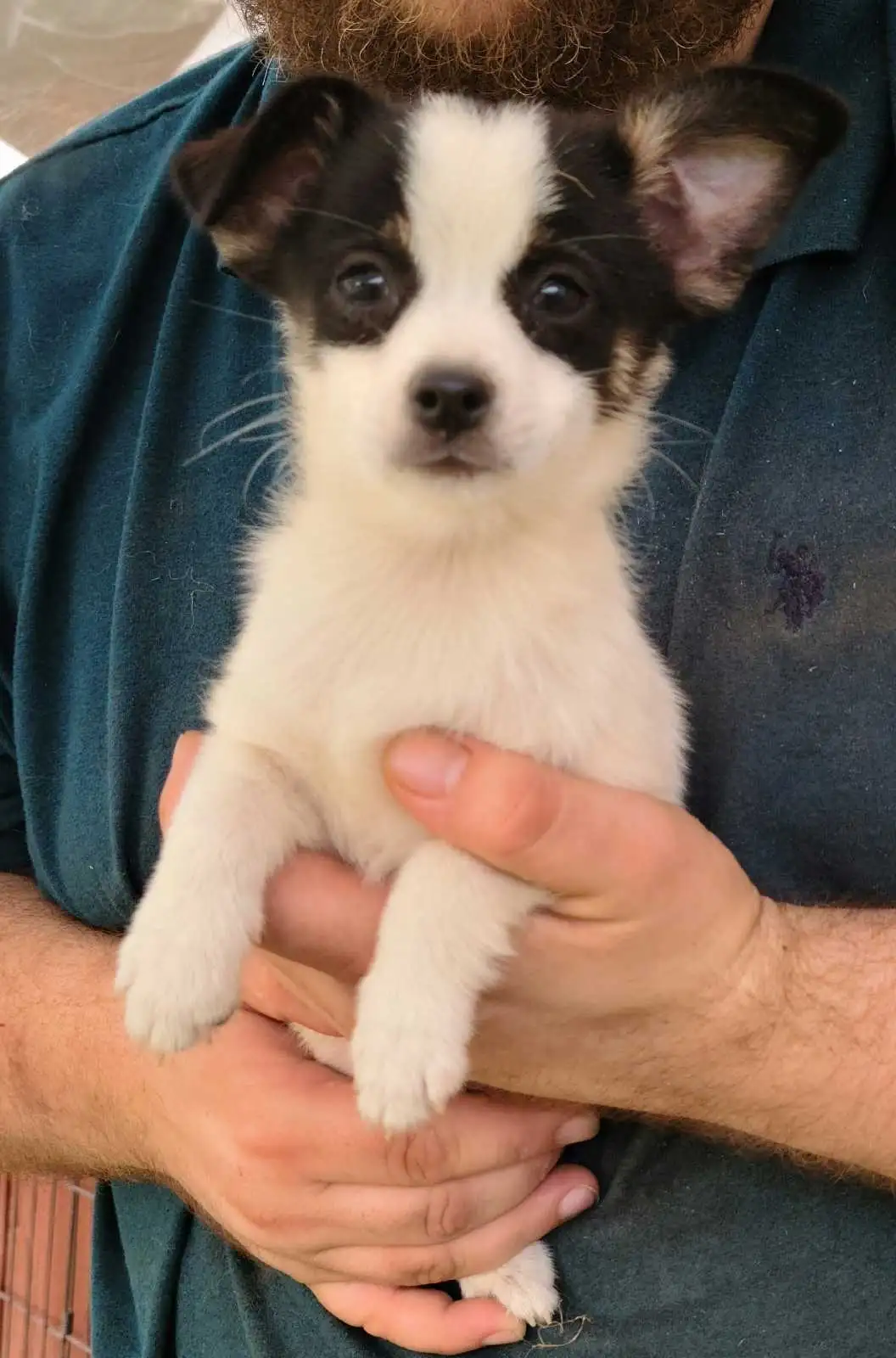Tilly Tiny PomChi Princess, Big Personality - Image 2