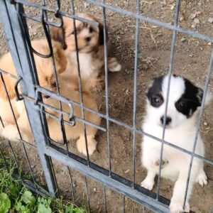 Tiny female PomChi for sale in Beaufort, NC