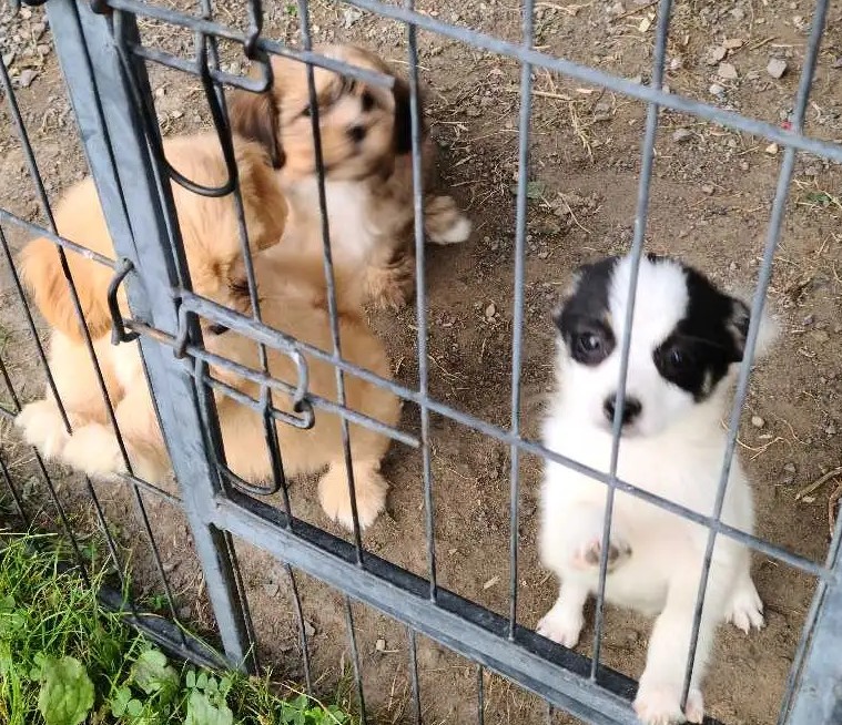 Tiny female PomChi for sale in Beaufort, NC