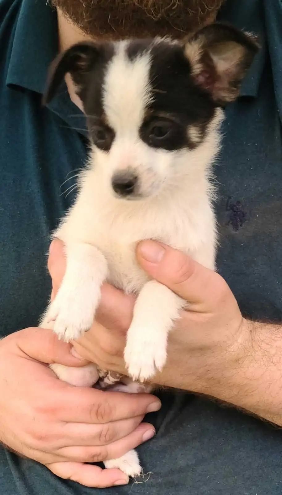 Tilly Tiny PomChi Princess, Big Personality - Image 5