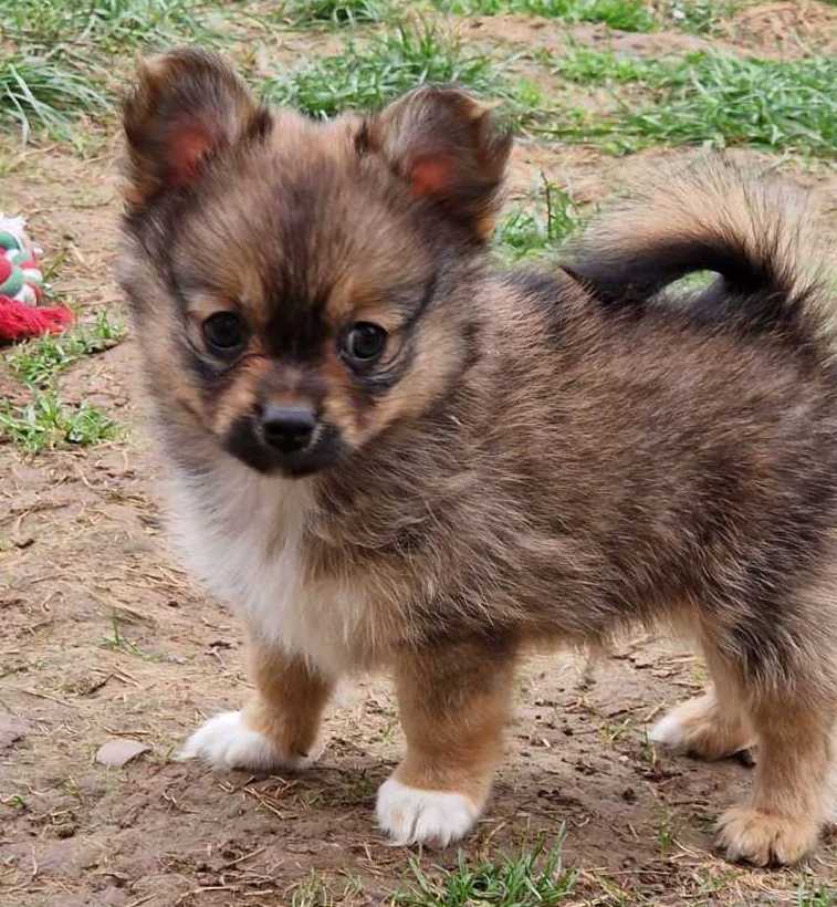 Lola & Kola – Beautiful PomChi Puppies Ready for Adventure - Image 3