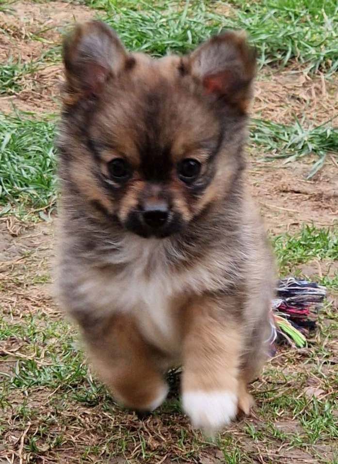 Lola & Kola – Beautiful PomChi Puppies Ready for Adventure - Image 4