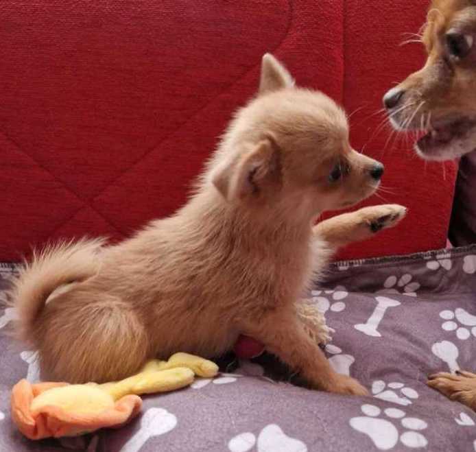 Lola & Kola – Beautiful PomChi Puppies Ready for Adventure - Image 5