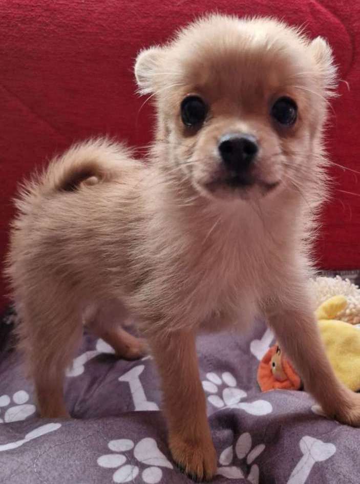 Lola & Kola – Beautiful PomChi Puppies Ready for Adventure - Image 2