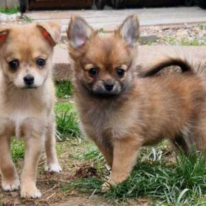 Buy a fluffy red-sable PomChi puppy in Eureka Springs, AR