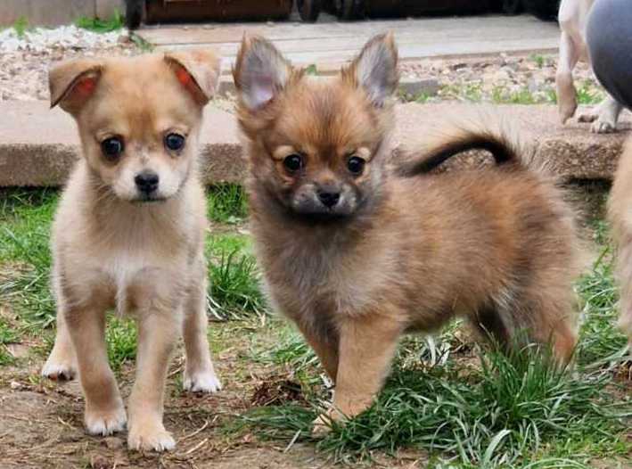 Buy a fluffy red-sable PomChi puppy in Eureka Springs, AR