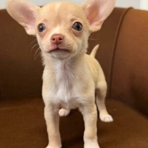purebred Chihuahua puppies for sale in Loma, MT