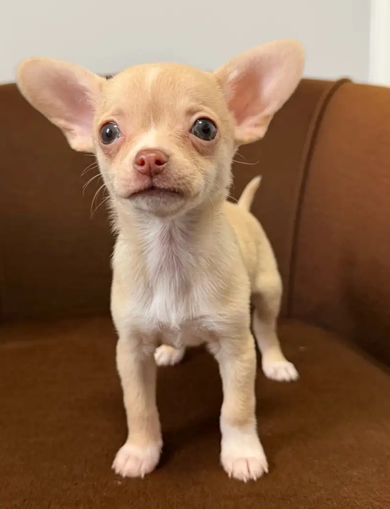 purebred Chihuahua puppies for sale in Loma, MT