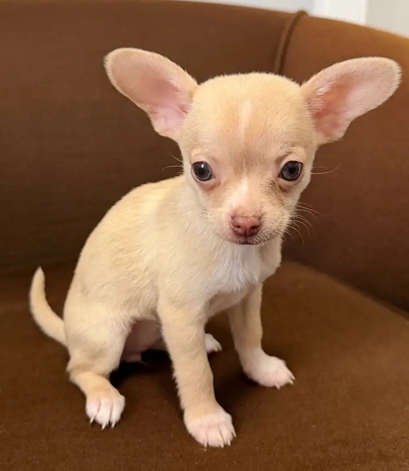 Purebred Chihuahua Puppies – Beautiful Colours, Tiny Companions - Image 2