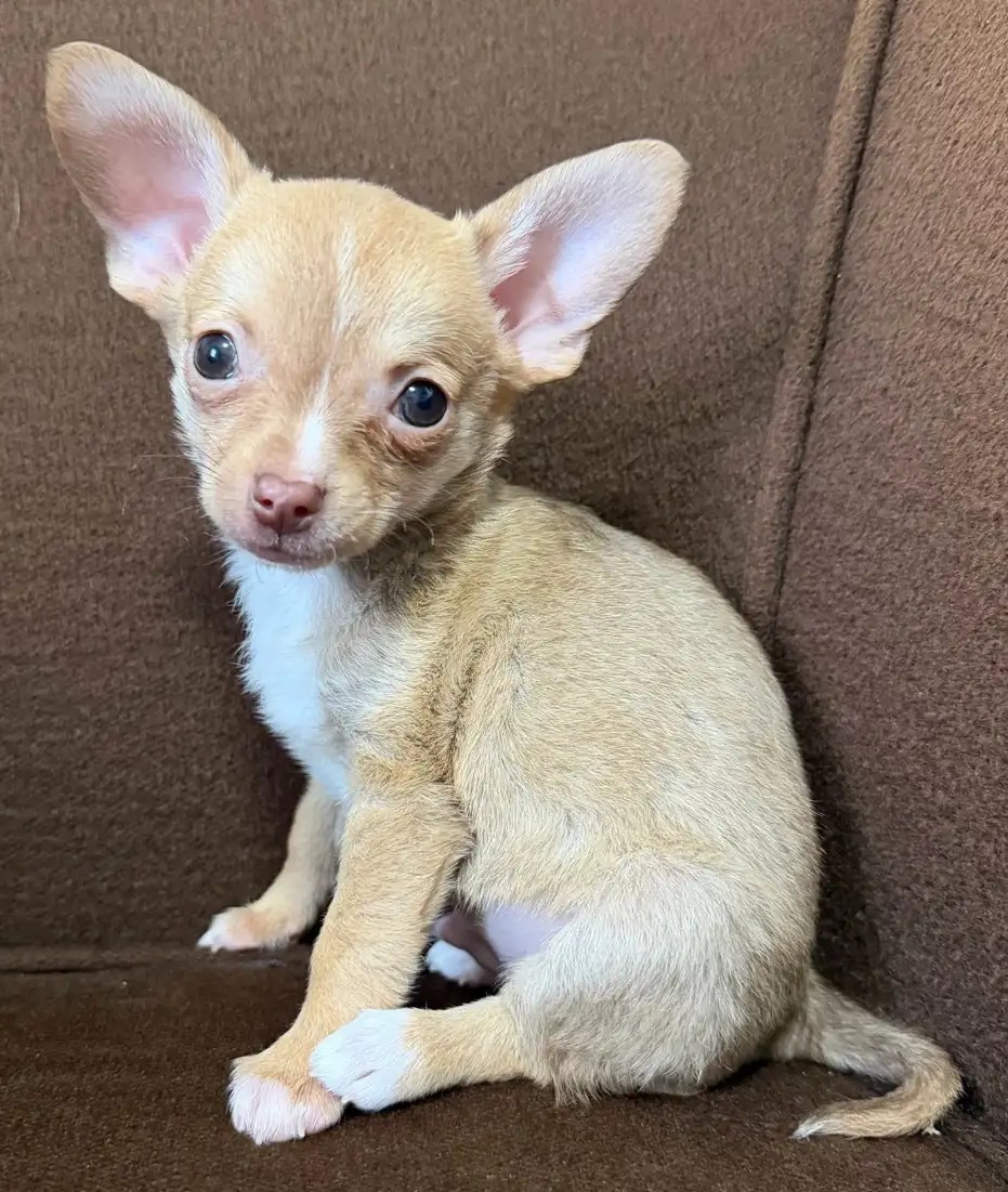 Purebred Chihuahua Puppies – Beautiful Colours, Tiny Companions - Image 3
