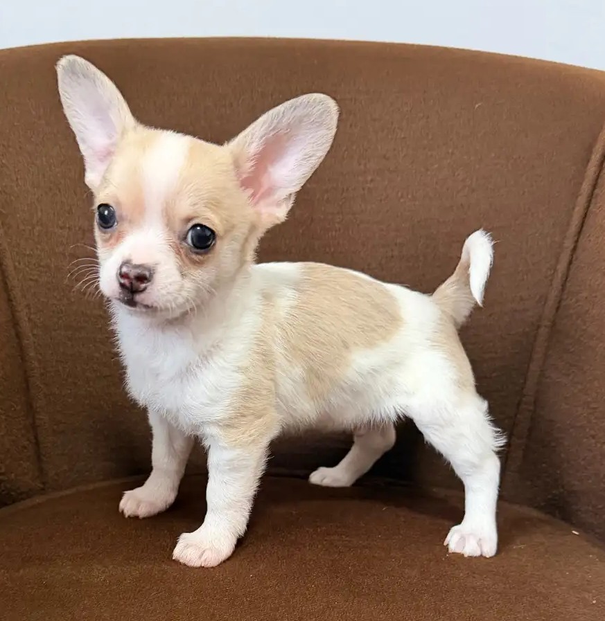 Purebred Chihuahua Puppies – Beautiful Colours, Tiny Companions - Image 4