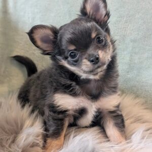 rare tri-colour Chihuahua girl in Alpine AZ