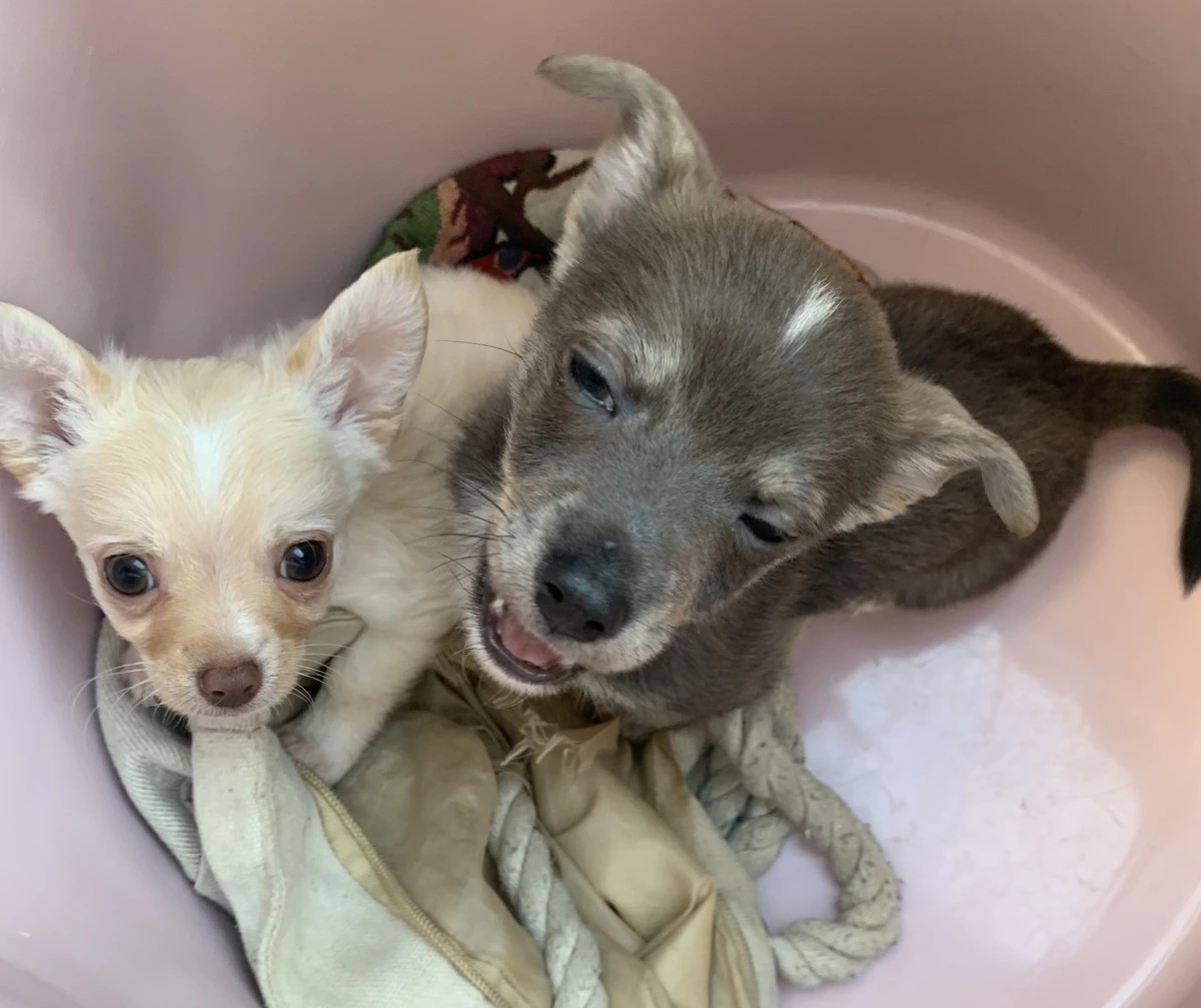 Purebred Chihuahua Girls – Sweet, Tiny & Family-Raised - Image 4