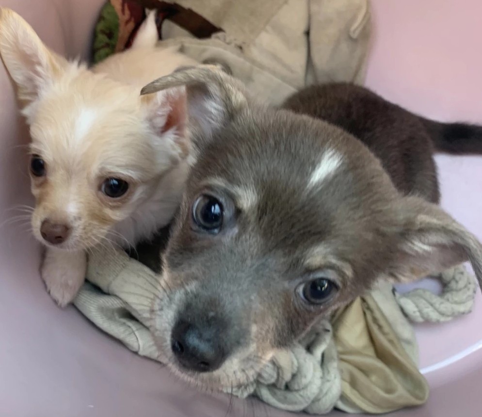 Purebred Chihuahua Girls – Sweet, Tiny & Family-Raised - Image 2