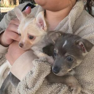 adopt female Chihuahua in Ely N