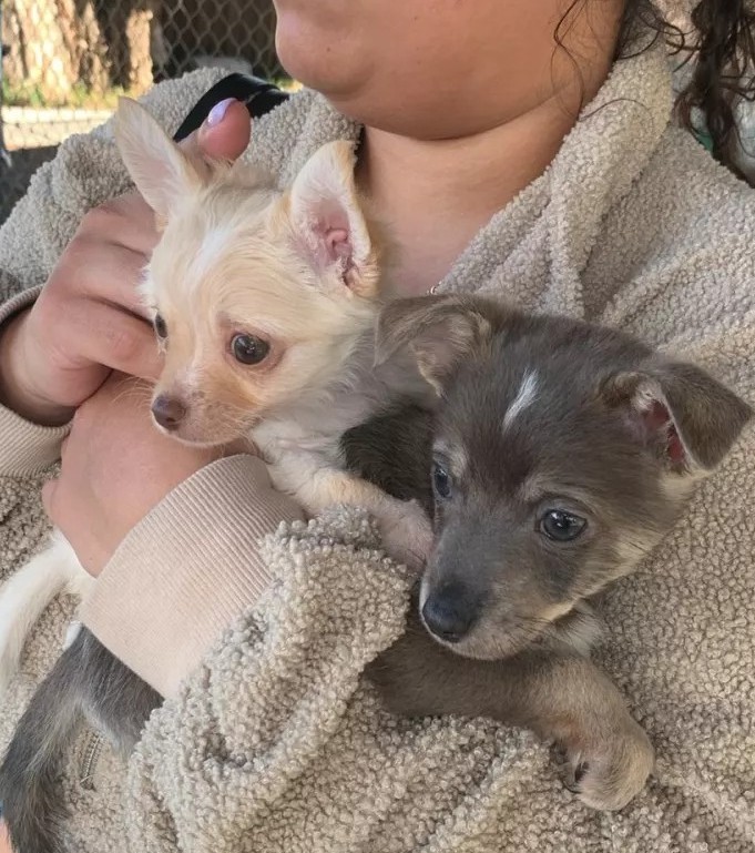 adopt female Chihuahua in Ely N