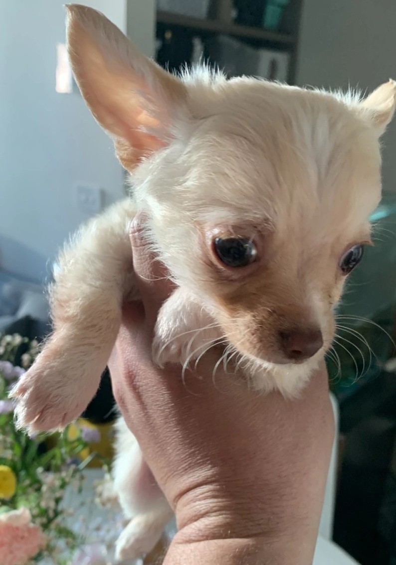 best cream Chihuahua puppies in Camden AL