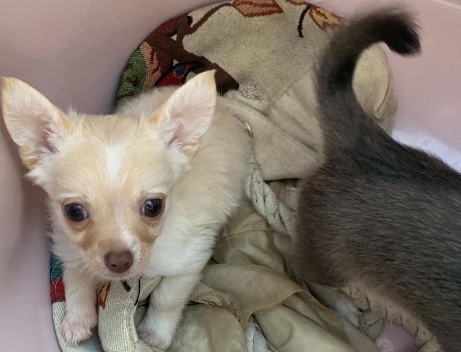 Purebred Chihuahua Girls – Sweet, Tiny & Family-Raised - Image 3