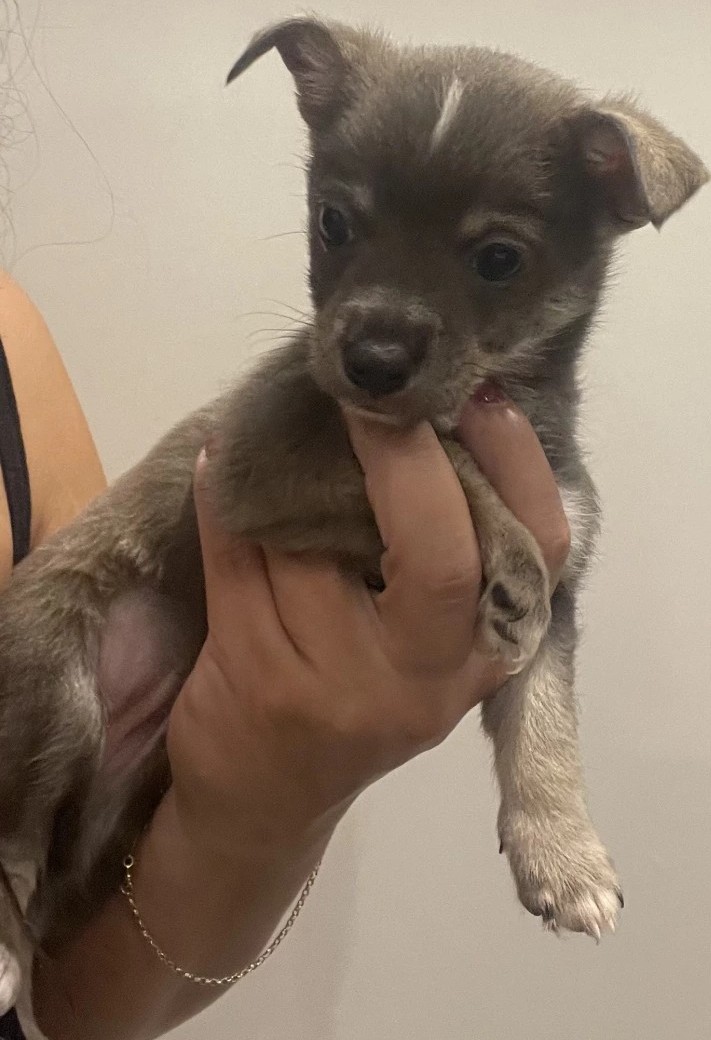adopt grey-sable Chihuahua puppy in Ely NV