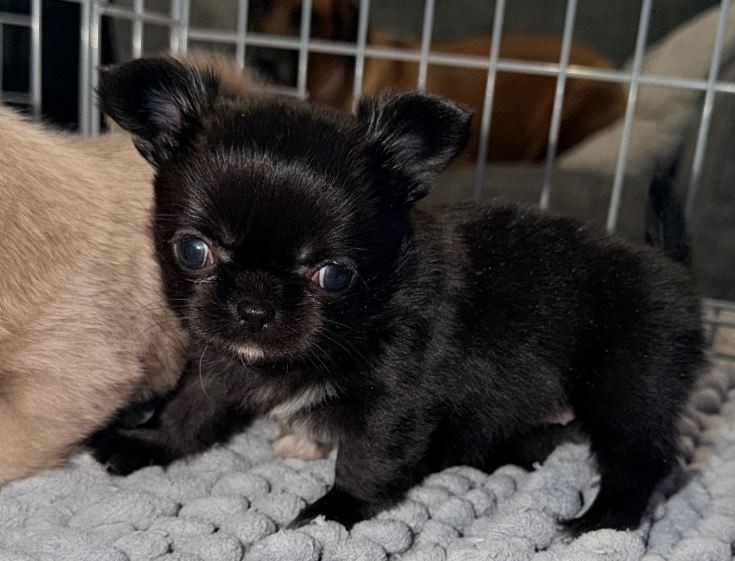 Long-Coat Chihuahua Puppies – Sweet Girl & Tiny Black Boy - Image 5